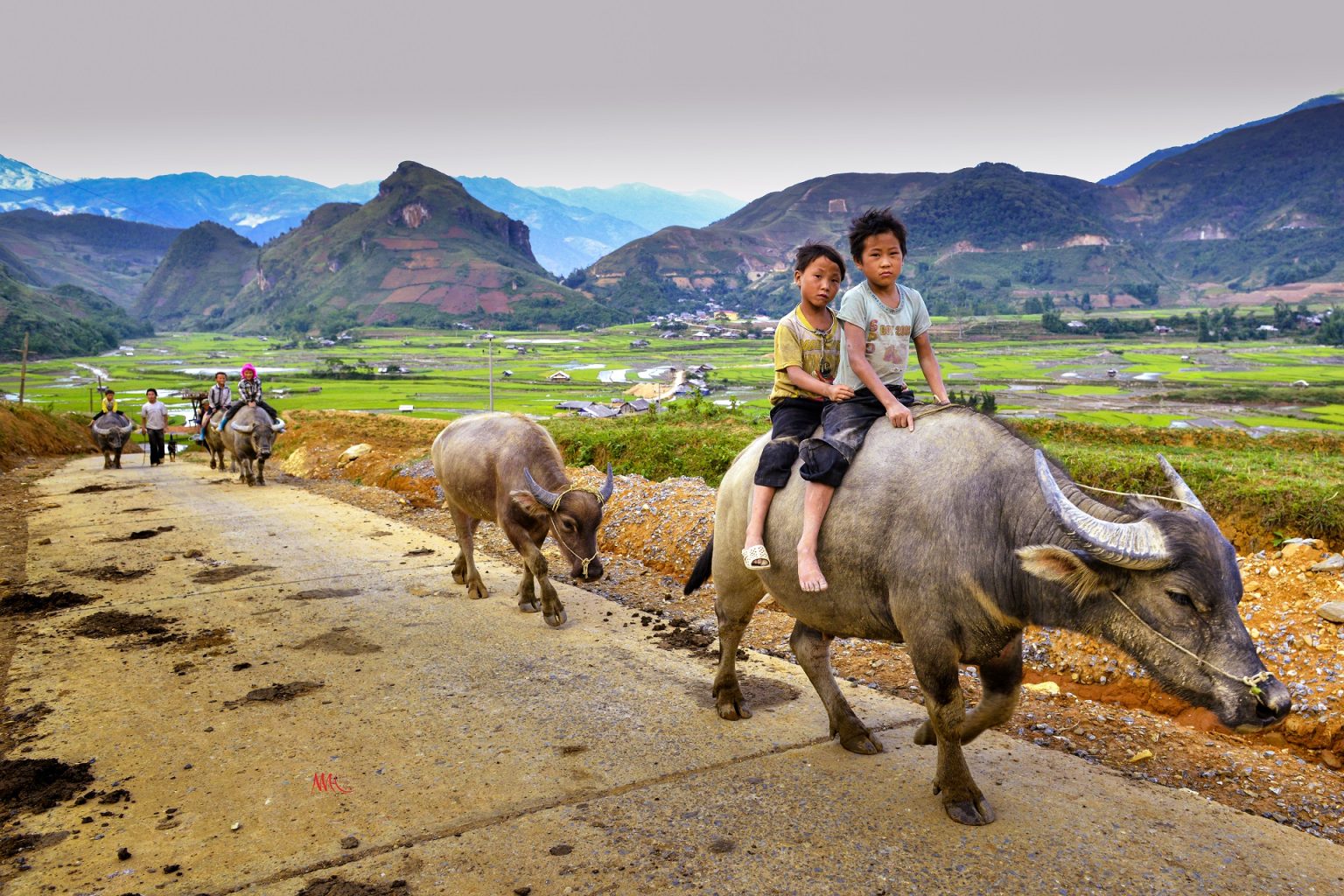 children-with-buffalo